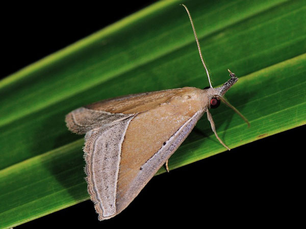 /filer/webapps/moths/media/images/C/conscitalis_Hypena_A_Mazzei.jpg