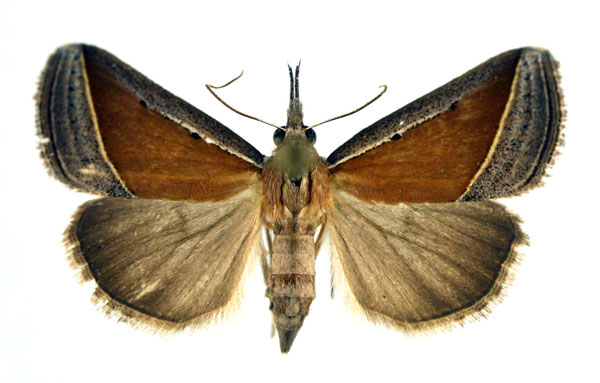 /filer/webapps/moths/media/images/C/conscitalis_Hypena_A_NHMO.jpg