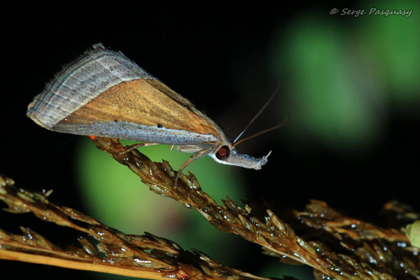 /filer/webapps/moths/media/images/C/conscitalis_Hypena_A_Pasquasy.jpg