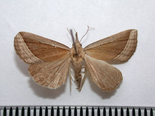 /filer/webapps/moths/media/images/C/conscitalis_Hypena_A_Revell.jpg