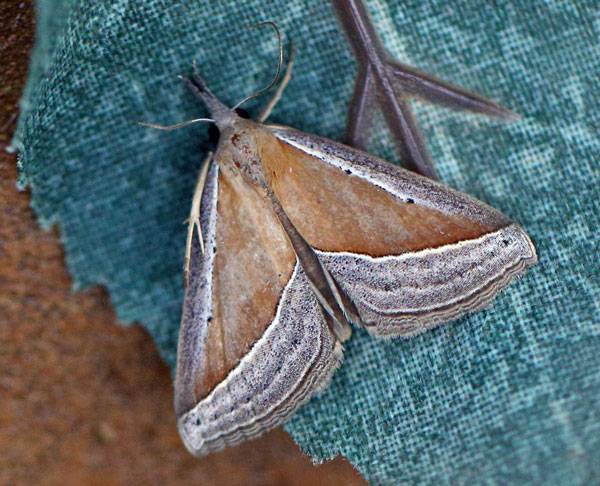 /filer/webapps/moths/media/images/C/conscitalis_Hypena_A_Voaden.jpg