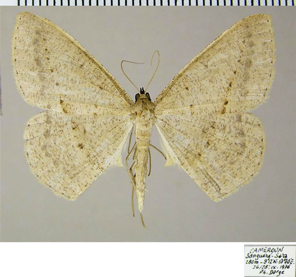 /filer/webapps/moths/media/images/C/conscitaria_Conolophia_AM_ZSMa.jpg