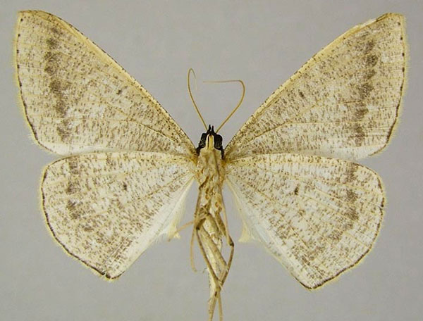 /filer/webapps/moths/media/images/C/conscitaria_Conolophia_AM_ZSMb.jpg