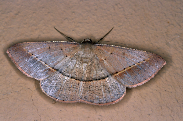 /filer/webapps/moths/media/images/C/conscitaria_Conolophia_A_Roland_01_e9jQTip.jpg