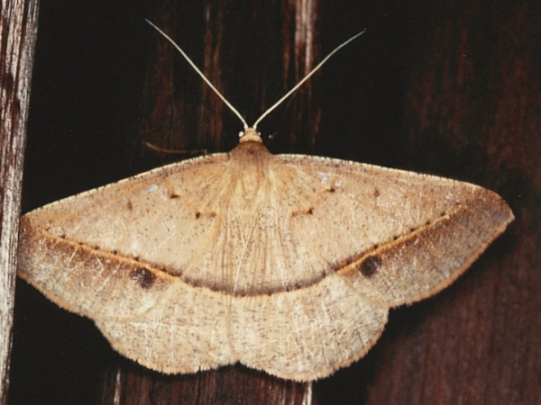 /filer/webapps/moths/media/images/C/conscitaria_Conolophia_A_Roland_02.jpg