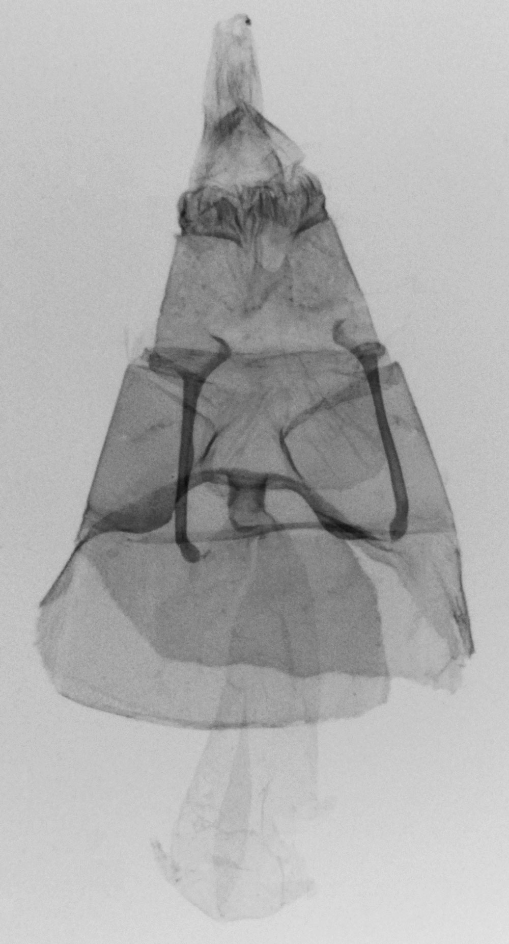 /filer/webapps/moths/media/images/C/conscius_Pterophorus_GFHT_MNHN_2388.jpg