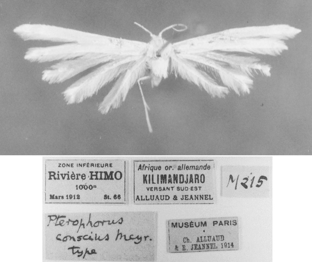 /filer/webapps/moths/media/images/C/conscius_Pterophorus_HT_MNHN.jpg