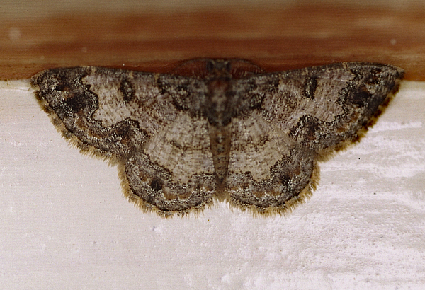 /filer/webapps/moths/media/images/C/consecuta_Zamarada_A_Roland_01.jpg