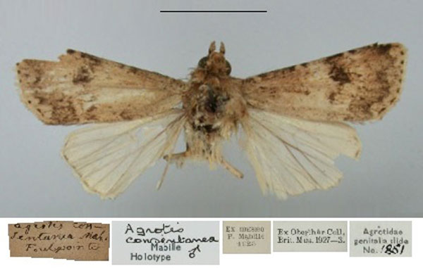 /filer/webapps/moths/media/images/C/consentanea_Agrotis_HT_BMNH.jpg