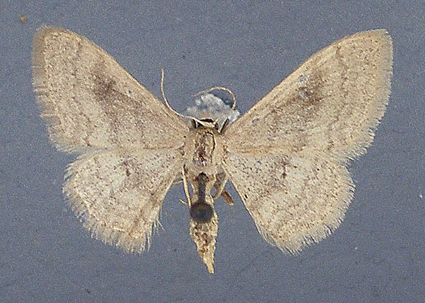 /filer/webapps/moths/media/images/C/consericeata_Idaea_AF_TMSA.jpg