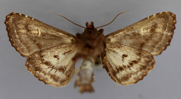 /filer/webapps/moths/media/images/C/conservuloides_Tracheplexia_HT_RMCA_02.jpg