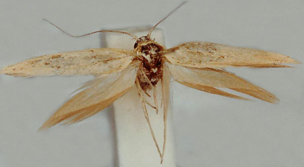 /filer/webapps/moths/media/images/C/consimilella_Scythris_HT_ZMUC.jpg