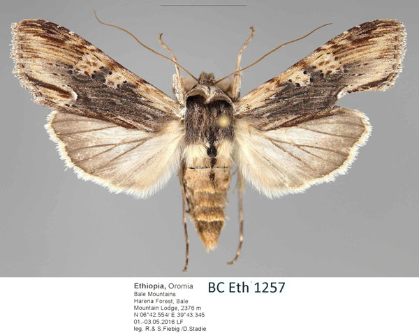 /filer/webapps/moths/media/images/C/consimilis_Cucullia_A_Fiebig.jpg
