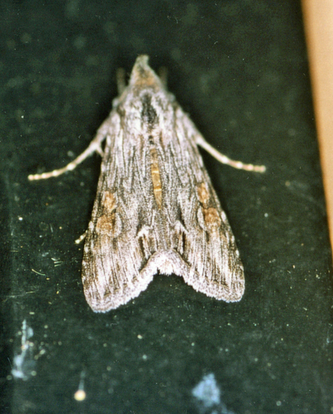 /filer/webapps/moths/media/images/C/consimilis_Cucullia_A_Roland_01.jpg