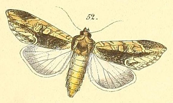 /filer/webapps/moths/media/images/C/consimilis_Cucullia_HT_Felder_108_52.jpg