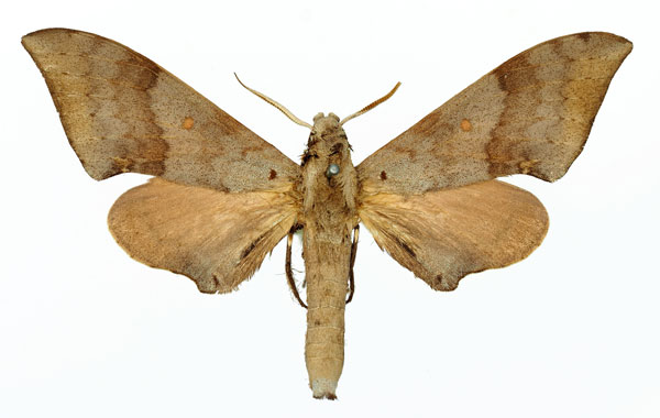 /filer/webapps/moths/media/images/C/consimilis_Neopolyptychus_AM_Basquin_01a.jpg