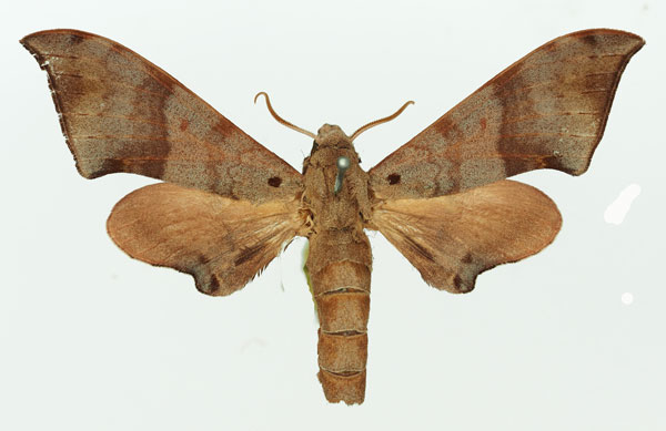 /filer/webapps/moths/media/images/C/consimilis_Neopolyptychus_AM_Basquin_02a.jpg