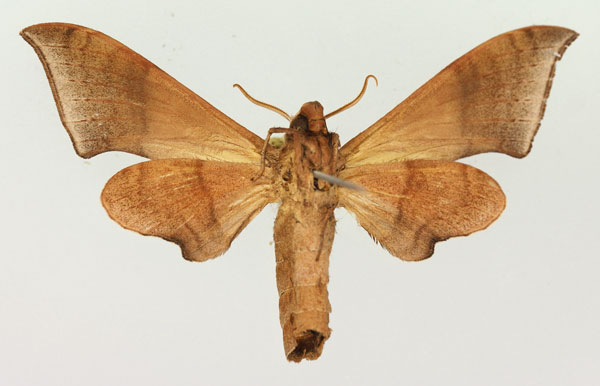 /filer/webapps/moths/media/images/C/consimilis_Neopolyptychus_AM_Basquin_02b.jpg