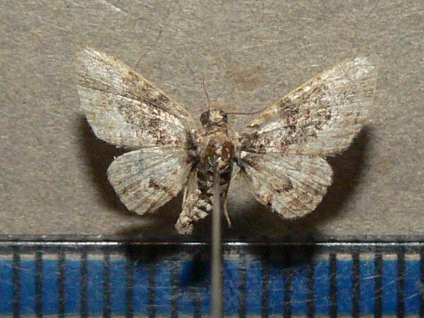 /filer/webapps/moths/media/images/C/consobrina_Chloroclystis_A_Goff.jpg