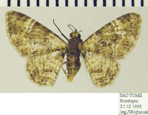 /filer/webapps/moths/media/images/C/consobrina_Mesocolpia_AF_ZSMa.jpg