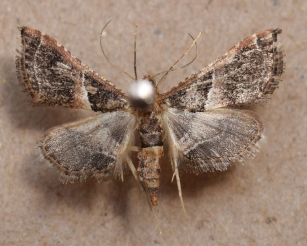 /filer/webapps/moths/media/images/C/consobrinalis_Endotricha_A_Butler.jpg