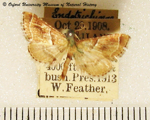 /filer/webapps/moths/media/images/C/consobrinalis_Endotricha_A_OUMNH.jpg