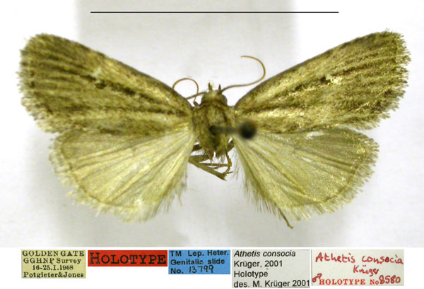 /filer/webapps/moths/media/images/C/consocia_Athetis_HT_TMSA.jpg