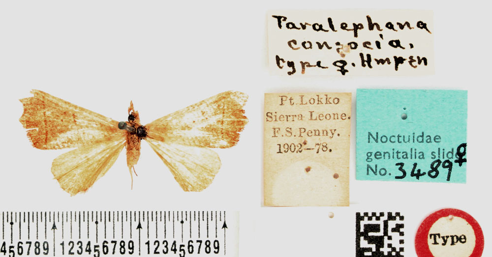 /filer/webapps/moths/media/images/C/consocia_Paralephana_HT_BMNH.jpg