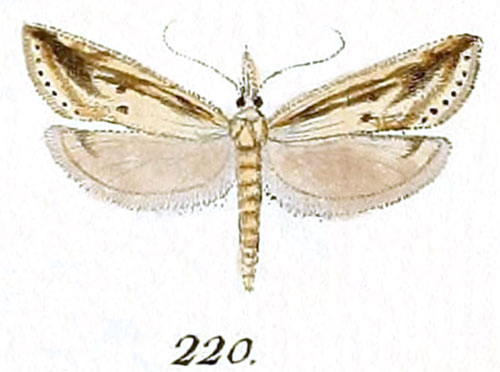 /filer/webapps/moths/media/images/C/consortella_Tinea_ST_Hubner_32-220.jpg