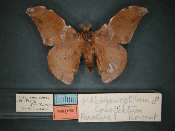 /filer/webapps/moths/media/images/C/conspectum_Orthogonioptilum_PT_RMCA_01.jpg