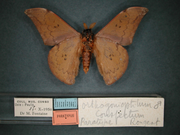 /filer/webapps/moths/media/images/C/conspectum_Orthogonioptilum_PT_RMCA_02.jpg