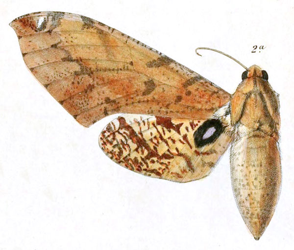/filer/webapps/moths/media/images/C/conspersa_Basiana_AT_Dewitz_1-2a.jpg