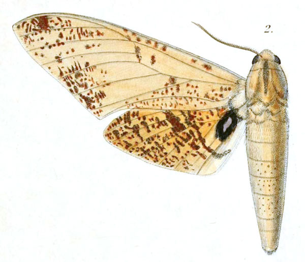 /filer/webapps/moths/media/images/C/conspersa_Basiana_HT_Dewitz_1-2.jpg