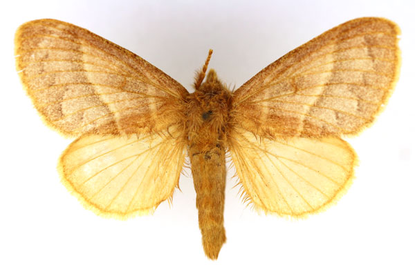 /filer/webapps/moths/media/images/C/conspersa_Bombycopsis_AF_MNHN.jpg