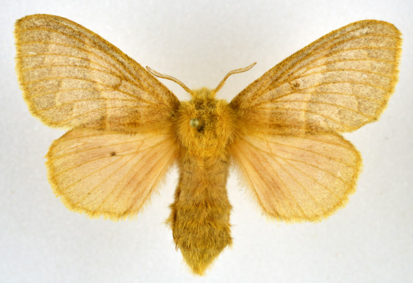 /filer/webapps/moths/media/images/C/conspersa_Bombycopsis_AF_NHMO.jpg