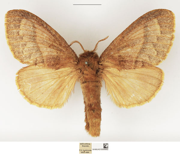 /filer/webapps/moths/media/images/C/conspersa_Bombycopsis_AF_NHMUK.jpg