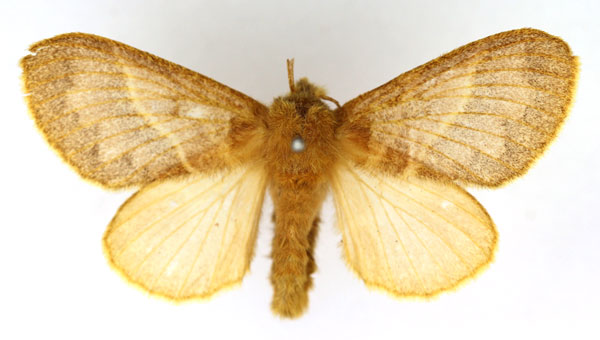 /filer/webapps/moths/media/images/C/conspersa_Bombycopsis_AF_SNHM.jpg