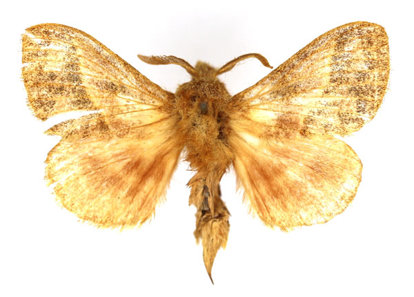 /filer/webapps/moths/media/images/C/conspersa_Bombycopsis_AM_MNHN.jpg