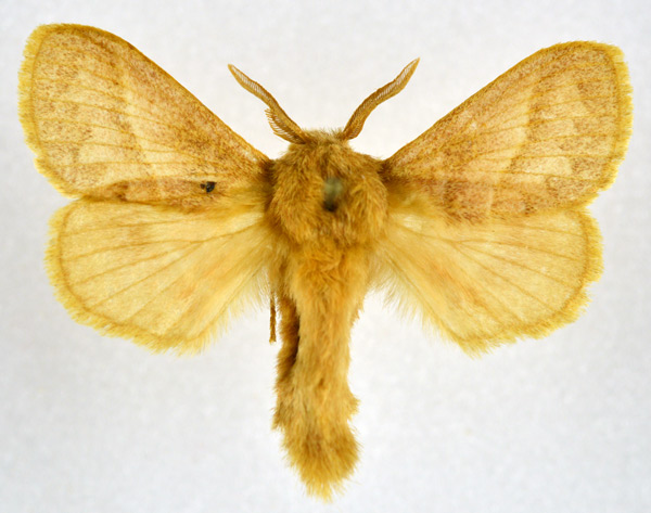 /filer/webapps/moths/media/images/C/conspersa_Bombycopsis_AM_NHMO.jpg