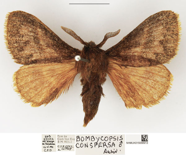 /filer/webapps/moths/media/images/C/conspersa_Bombycopsis_AM_NHMUK.jpg