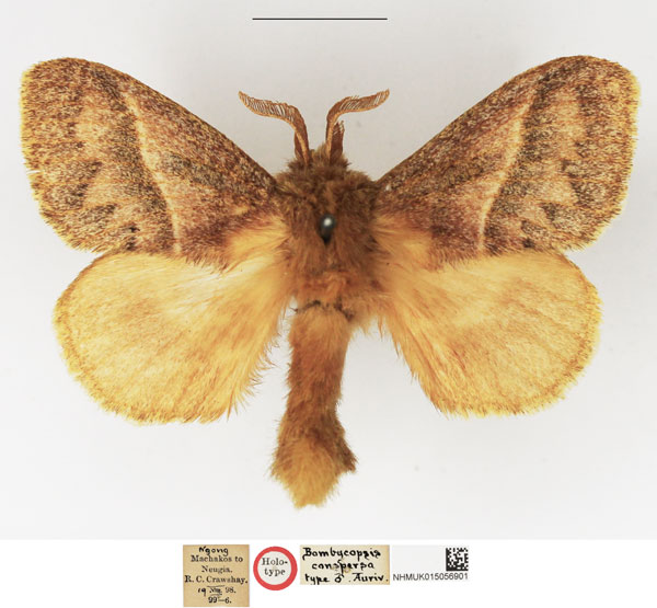 /filer/webapps/moths/media/images/C/conspersa_Bombycopsis_HT_NHMUK.jpg