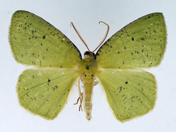 /filer/webapps/moths/media/images/C/conspersa_Chloroctenis_AF_TMSA.jpg