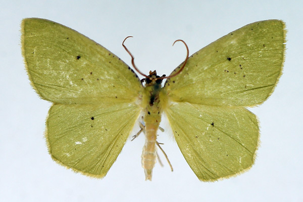 /filer/webapps/moths/media/images/C/conspersa_Chloroctenis_AM_TMSA.jpg