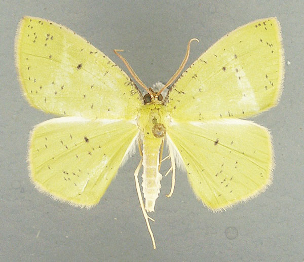 /filer/webapps/moths/media/images/C/conspersa_Chloroctenis_AM_TMSA_02.jpg