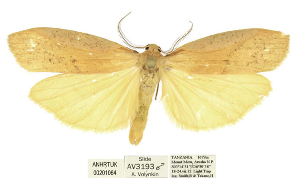 /filer/webapps/moths/media/images/C/conspersa_Lobilema_AM_ANHRT.jpg
