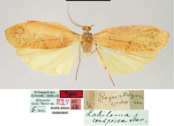 /filer/webapps/moths/media/images/C/conspersa_Lobilema_HT_SNHM.jpg