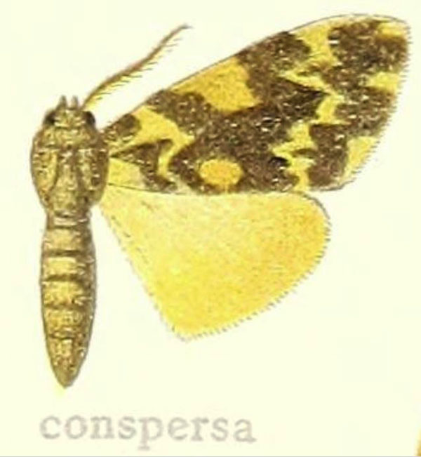 /filer/webapps/moths/media/images/C/conspersa_Lymantria_HT_Hering_25g.jpg