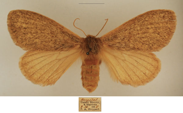 /filer/webapps/moths/media/images/C/conspersa_Marmaroplegma_AF_TMSA.jpg