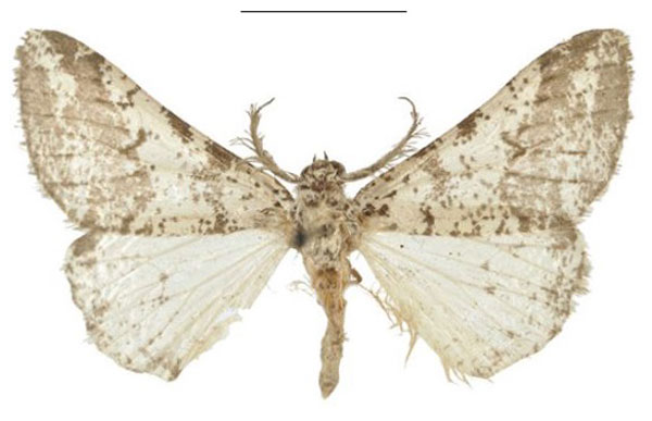 /filer/webapps/moths/media/images/C/conspersa_Nothabraxas_HT_NHMUK.jpg