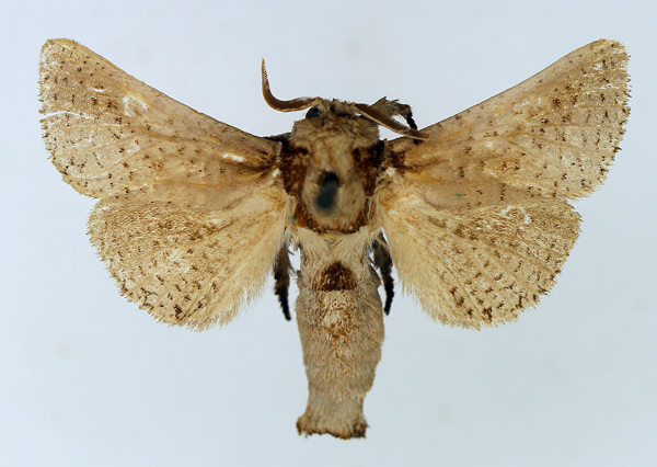 /filer/webapps/moths/media/images/C/conspersa_Teragra_AM_TMSA_02.jpg